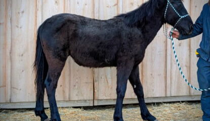 BLACKIE