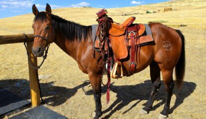 WILEY WIMPY COWBOY